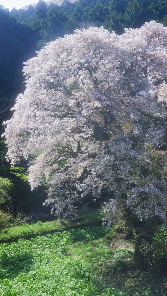 [이미지1]시즈오카현 이즈반도의 후나바라 고개에서 찍은 사진입니다 📸.