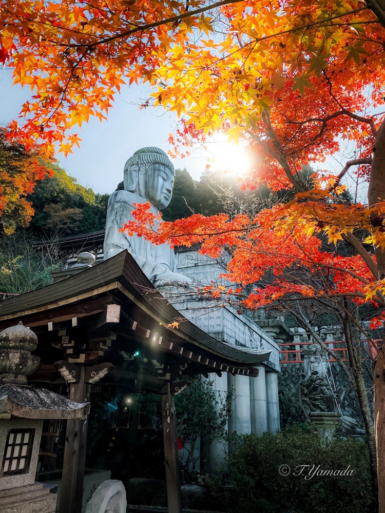 [이미지1]벚꽃으로 둘러싸인 큰 불상도 훌륭하지만 단풍 나무로 둘러싸인 큰 불상도 부처입니다.나라현 다카토리쵸 Tsubohanji Temple