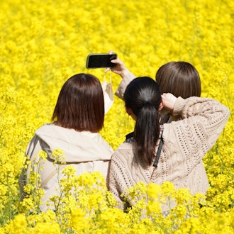 [画像2]福岡市能古島の菜の花畠はこじんしょゆうの広大な畠で、特に女性にはインスタ映えします。