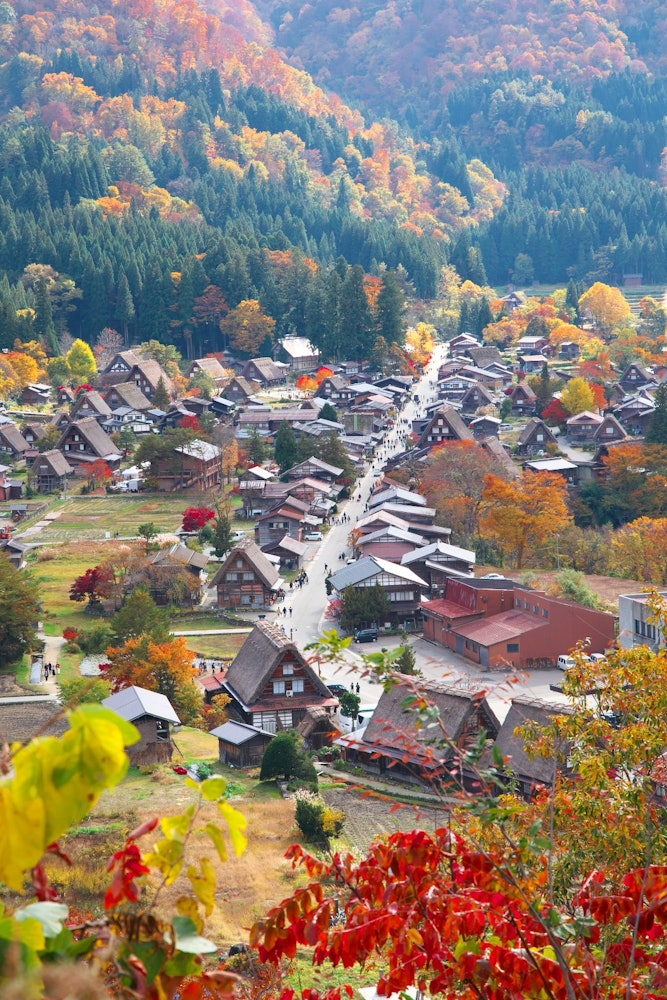 [이미지1]언덕에서 본 갓쇼즈쿠리 마을 🛖작년 가을 처음 방문했을 때 인상 깊었던 풍경 🍁시라카와고의 가을도 아름다웠습니다 ⛰️
