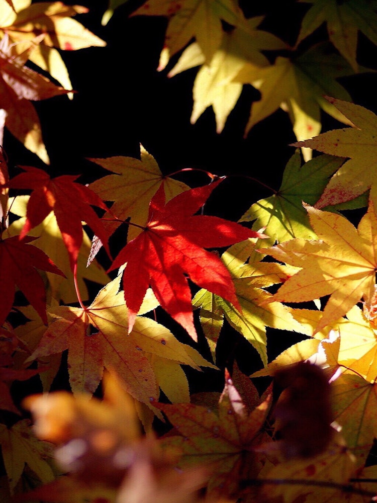 [Image1]Autumn leaves 🍁 dyed in beautiful red and yellowWhen the autumn leaves begin, it is an annual family
