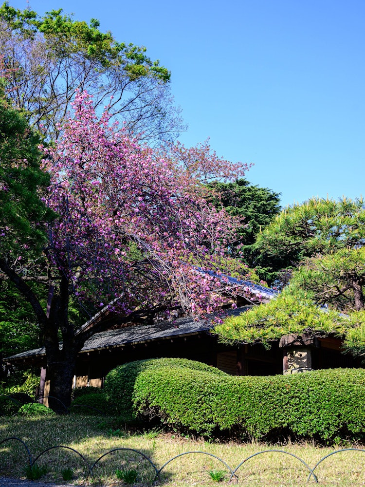 [Image1]This photo was taken in Shinjuku Gyoen National Garden in Shinjuku-ku, Tokyo.The Yae cherry blossoms