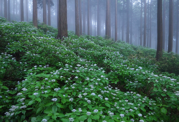 [相片1]它是在奈良县川上村竹树区盛开的核心绣球花群落。 雾气在散发淡淡香味的淡紫色芯绣球花上很好看。
