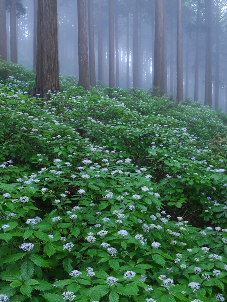 [Image1]It is a colony of core hydrangeas blooming in the Takeki district of Kawakami Village, Nara Prefectu