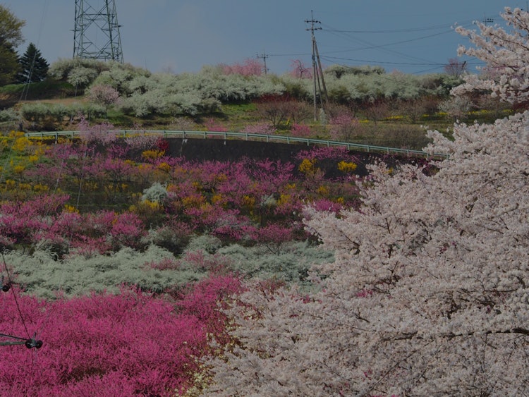 [相片1]樱花、桃子、雪柳、连翘盛开，景色绝佳。群马县中之城日本的春天是最好的！