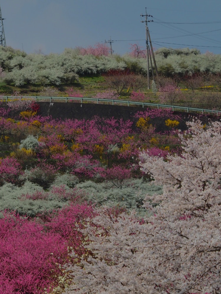 [Image1]It is a superb view in full bloom where cherry blossoms, peaches, snow willows, and forsythia are in