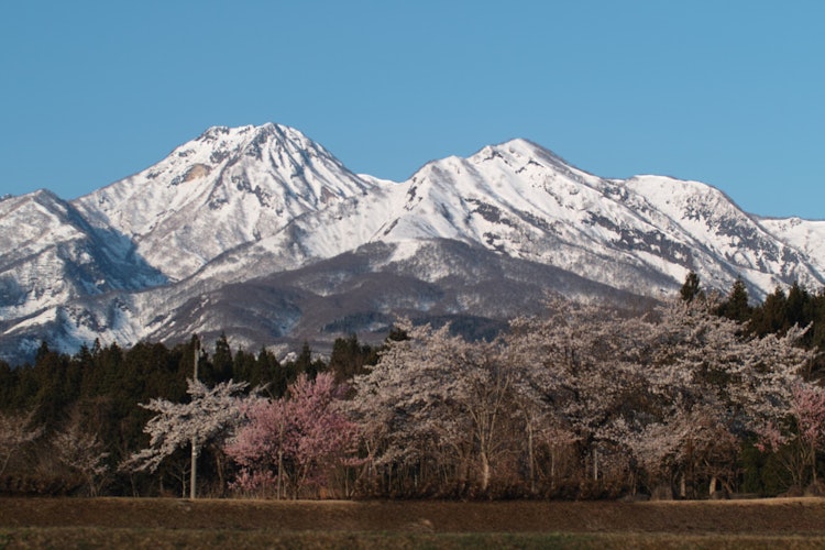 [相片1]妙高山剩餘的雪和繩文公園的櫻花仍在盛開約3分鐘。這是從R18沿線拍攝的照片。 它還沒有盛開。 今年，這之後下雨了，我們沒有幸獲得拍照的機會。 公園是當地人放鬆的地方，經過漫長的冬天，他們正在享受終於到