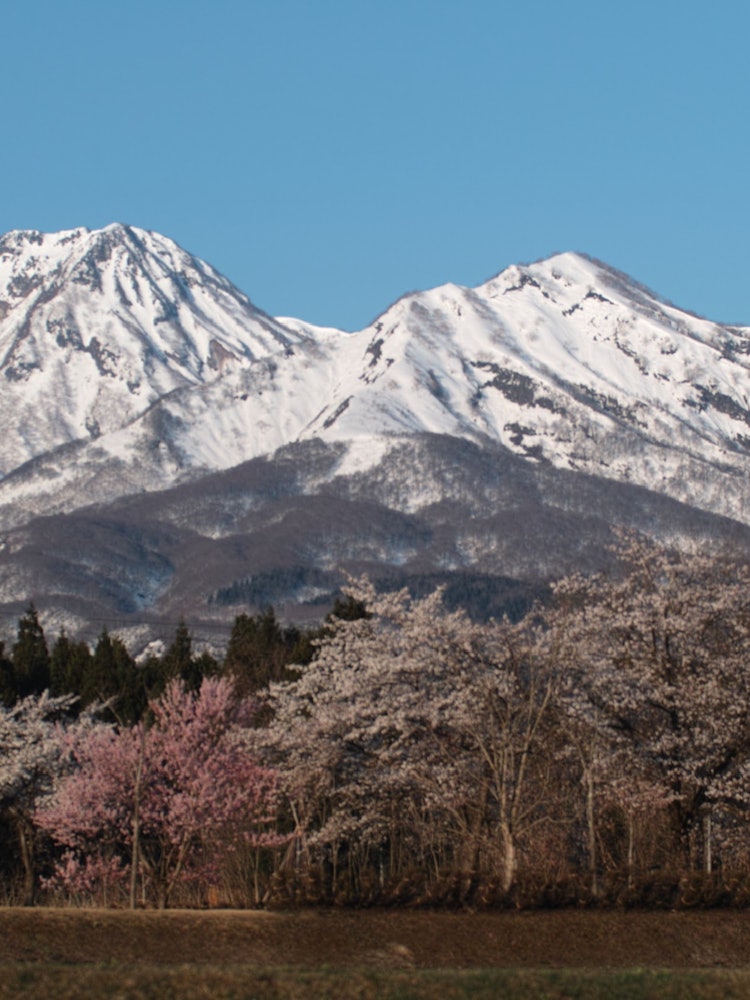 [Image1]The remaining snow of Mt. Myoko and the cherry blossoms in Jomon Park were still in bloom for about 