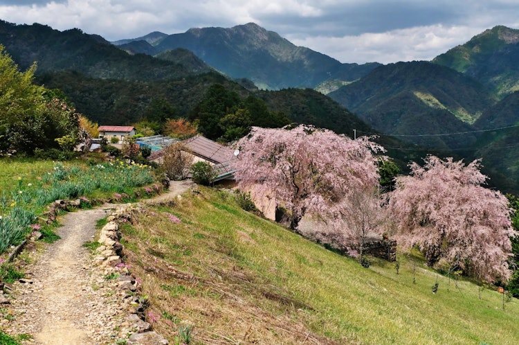 [이미지1]나라현 도쓰가와무라의 가나시 마을은 세계문화유산에 등록된 구마노 고도 고베 코스에 있습니다.