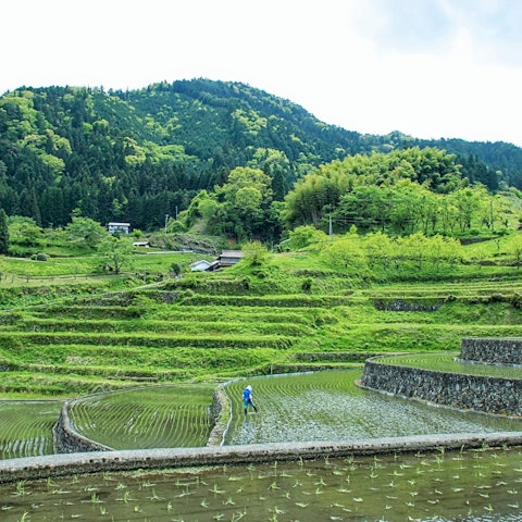 [Image1]Terraced rice fields of Machu Picchu Ini in Hiroshima❁.｡.:*:.｡.✽.｡.:*:.｡.❁.I was healed by the green