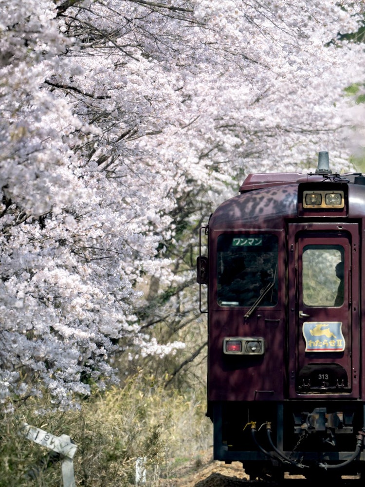 [相片1]“渡良瀨谷鐵路”上的著名櫻花景點綠， 群馬縣