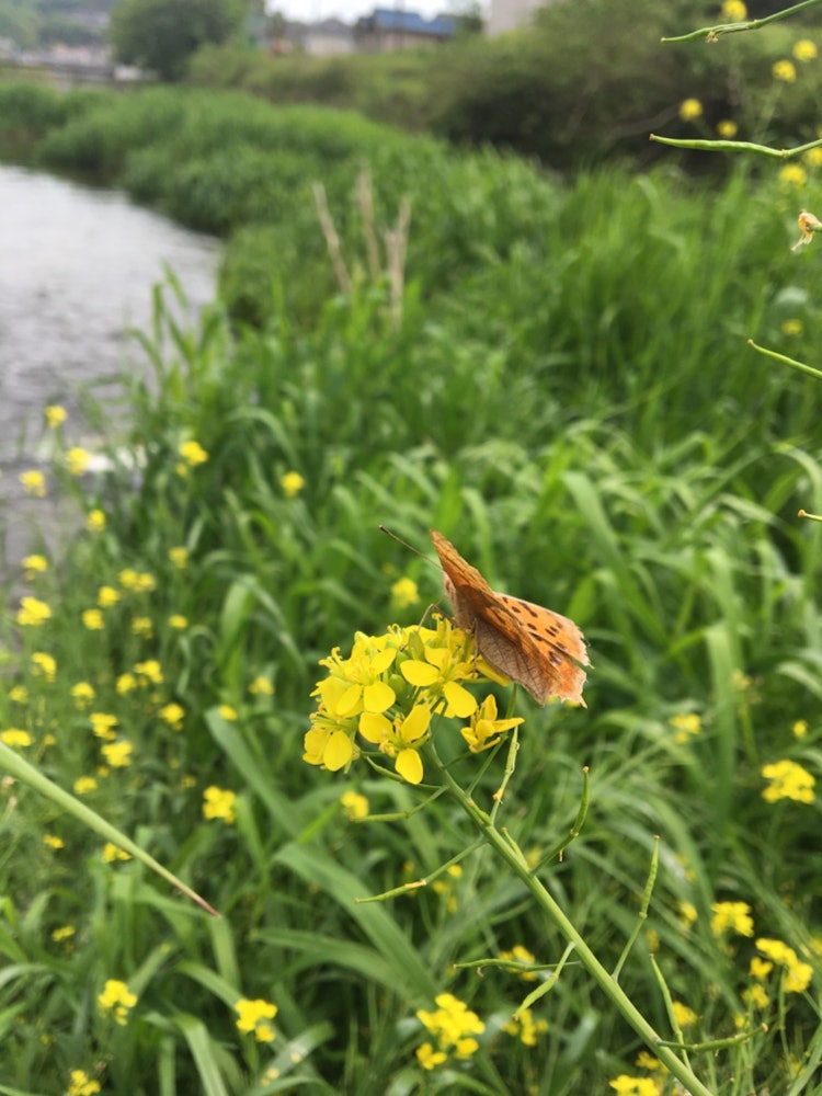 [画像1]蝶が菜の花の蜜を吸っていました。すごく近くで撮ることができました。