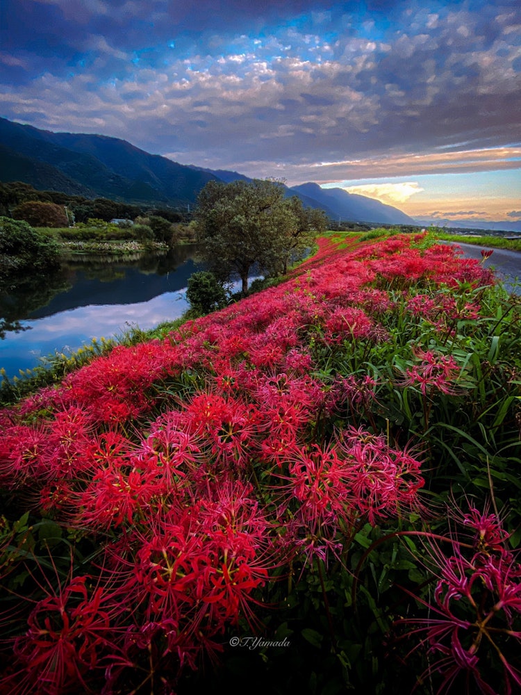 [画像1]津屋川の土手に咲く彼岸花を早朝の空を背景に広角で撮りました。岐阜県海津市　津屋川