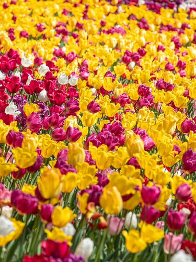 [Image1]Early blooming tulips 🌷This is located in Higashimatsuyama City, Saitama PrefectureIt is a state-run