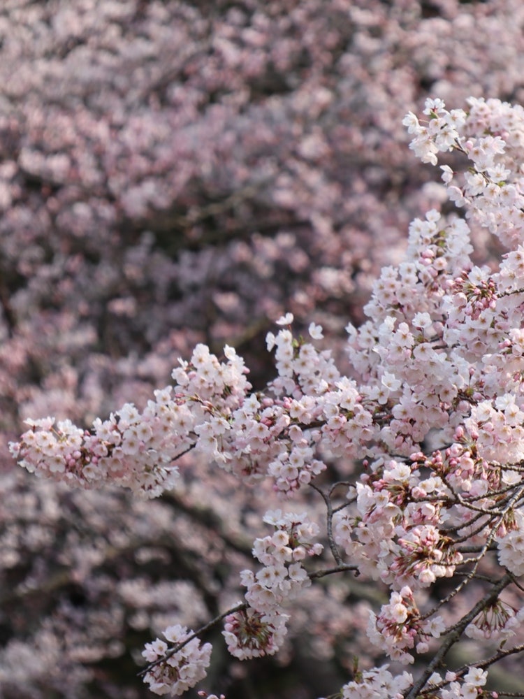 [画像1]滋賀県高島市にある「海津大崎」の桜。