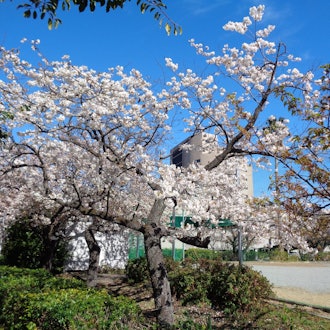 [画像1]2/16早咲きの「あたみ桜」が終わり、「オオシマザクラ」が見頃になってきました！海沿いの海浜公園（「マリンスパあたみ」横）で、白い桜が開花しています。