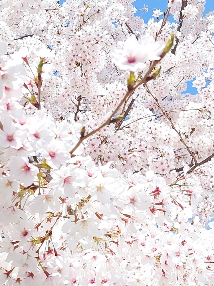 [画像1]桜と晴天