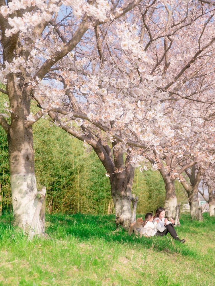 [Image1]Cherry blossom trees along the Mibu River in Miki City, Hyogo Prefecture The row of cherry blossom t
