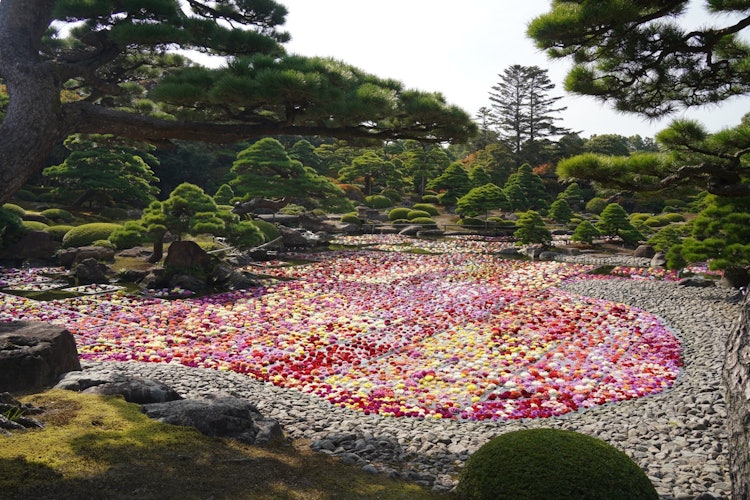 [画像1]島根県松江市の日本庭園由志園で、秋に開催される特別イベント「池泉天竺牡丹」です。約10万輪の天竺牡丹（ダリア）が由志園内の池に浮かべられ、奇跡の光景が広がります。