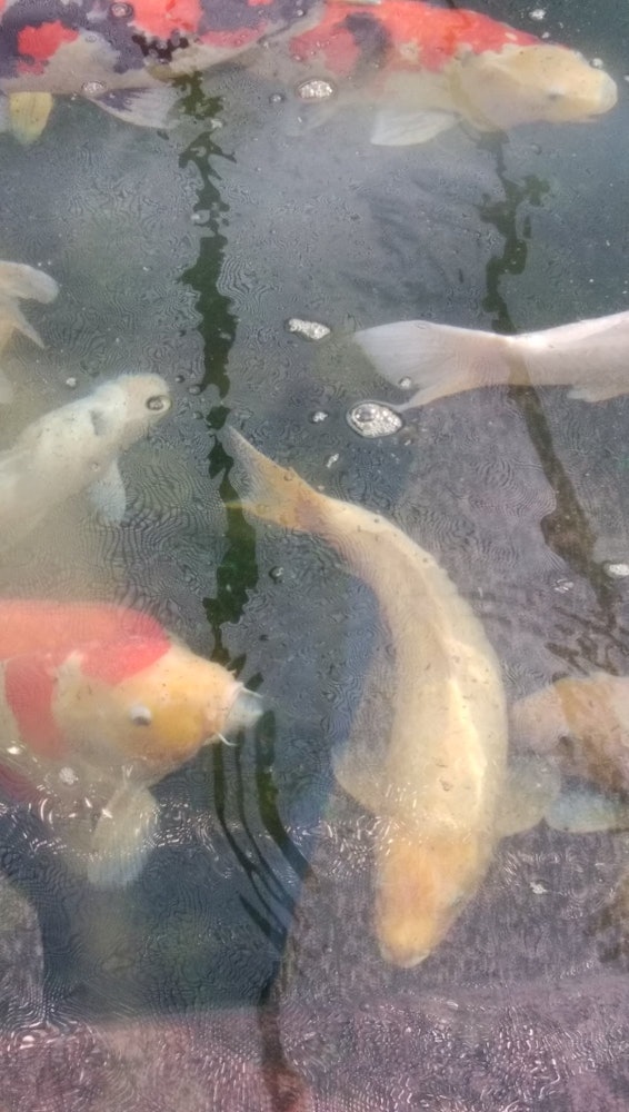 [Image1]Carp in the aquarium swims along.