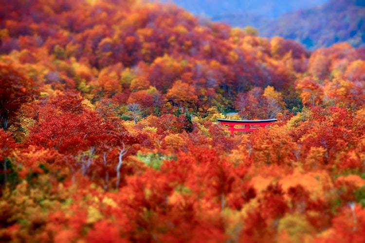 [이미지1]데와의 3대 산 중 하나인 유도노야마. 산에서 수련하는 야마부시가 다시 태어나는 성지라고 합니다. 니시키 가을에 동화되는 큰 도리이의 위엄을 느낍니다.유도노산은 도호쿠 지방에 있는
