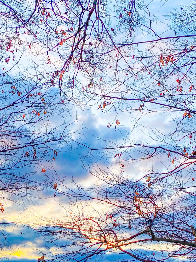 [相片1]2023年1月17日清晨多云 0°C科普斯的每日记录感谢您的观看。它记录了自然和树木的变化。#摄影 #自然 #光 #四季 #今遥罗 #天空