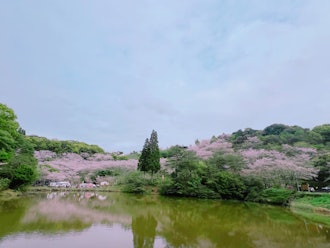 [画像2]鹿児島の観音ケ池市民の森公園です。お花見スポットで人気があります。「桜を見て、桜まんじゅうを食べる」良いですね👍。全てLINEカメラアプリで写真加工しています。桜まんじゅう屋さんはまんが風に写真加工し