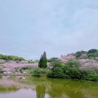 [Image2]It is Kannongaike Citizen's Forest Park in Kagoshima.It is popular for cherry blossom viewing spots.