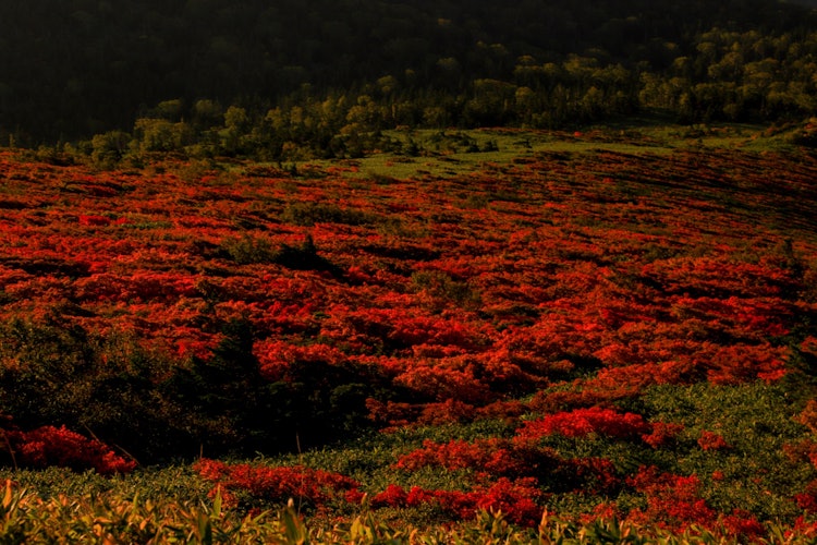 [画像1]岩手県の三ツ石山の紅葉です。 三ツ石山は東北で最もはやく紅葉を迎えることで有名ですが、山頂付近から眺める紅葉風景は真っ赤に染まって大変素晴らしいです。 この写真は早朝早くに撮影したものです。