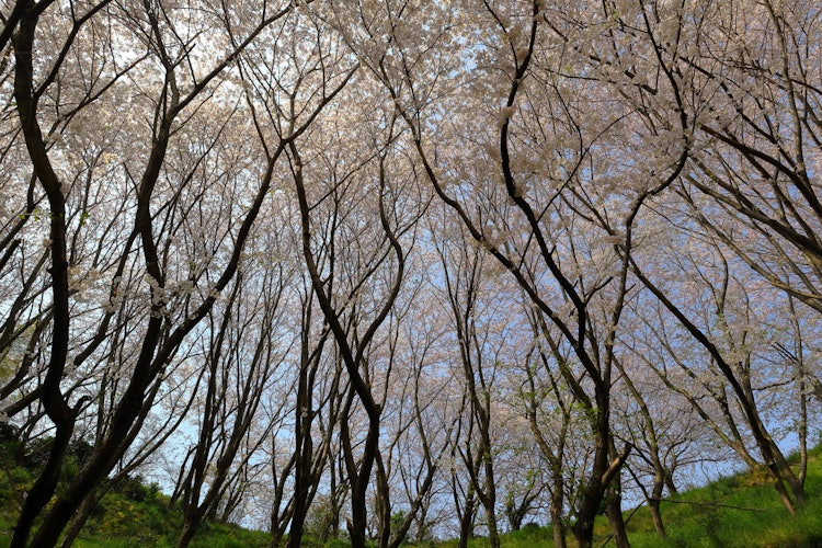 [画像1]広島県 三原沖の佐木島、塔の峰千本桜です。 圧巻の桜の森を感じることができます。