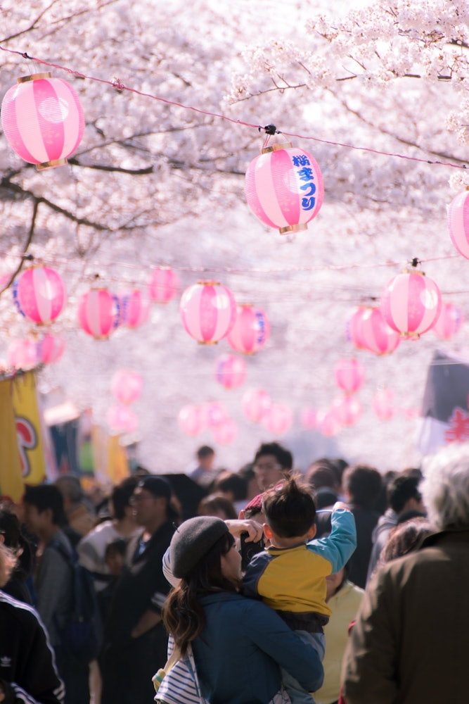 [画像1]今年はコロナ明けで3年ぶりに開催される愛知県豊川市の桜トンネルの桜まつり鮮やかな桜の下また皆が楽しめるイベントが本当にうれしい