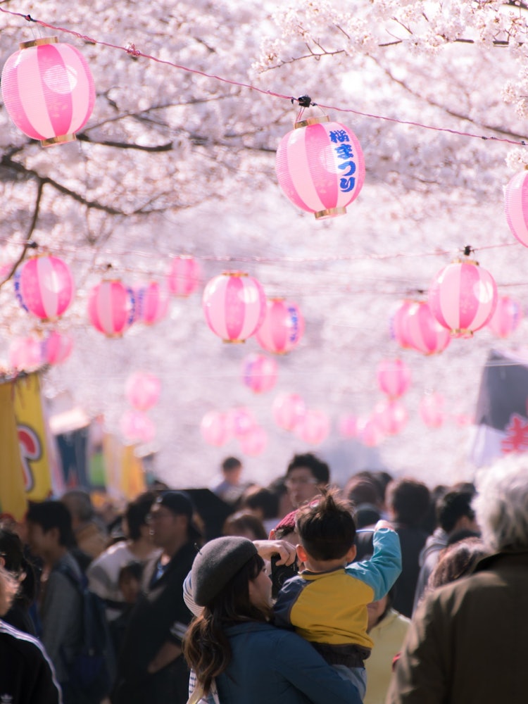 [이미지1]올해는 코로나 이후 3 년 만에 개최됩니다아이치현 도요카와시의 벚꽃 터널에서 열리는 벚꽃 축제선명한 벚꽃 아래에서 누구나 즐길 수 있는 이벤트정말 기쁩니다