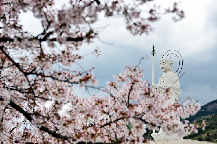 [相片1]这是和歌山县葛城町妙寺和平公园的地藏菩萨和樱花。 公园是市民放松的地方，许多人参观和欣赏樱花，尤其是在樱花盛开的季节。