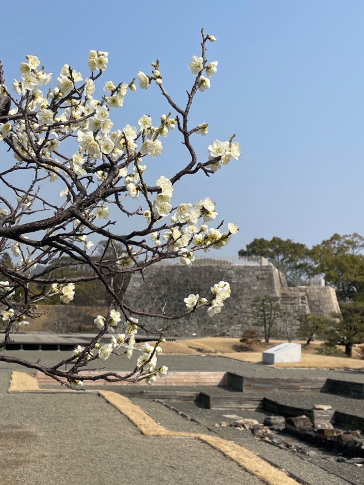 [相片1]我去了兵庫縣赤穗城的廢墟。它以47 Ako Roninshi而聞名。那是一個非常溫暖和陽光明媚的日子。花朵綻放得很美。