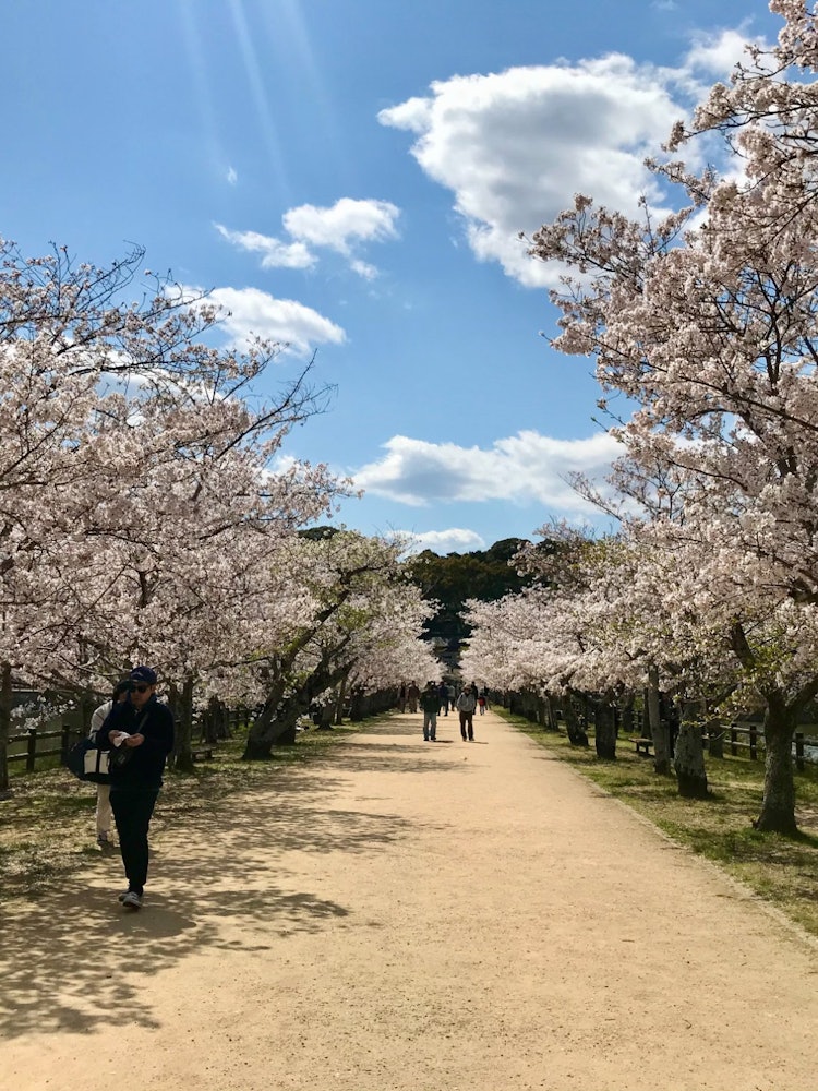 [이미지1]가가와현 사누키시 가미즈루 공원의 벚꽃길.