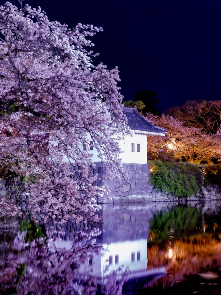 [Image1]Night cherry blossoms at Odawara Castle.It was 🌸🌙 very beautiful*゚