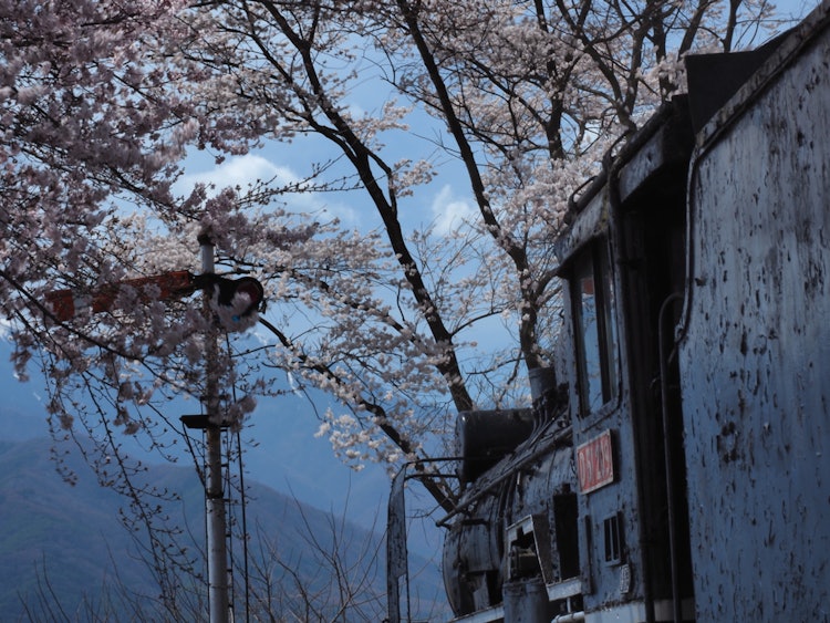 [이미지1]2024/4/7나가노현 이나시의 이나 공원에 만개한 벚꽃 🌸일요일은 날씨가 좋고, 벚꽃 사람들로 붐볐습니다.배역을 쫓아 조용히 시간을 보내고 있는 '데고이치'벚꽃을보기 위해 당신을