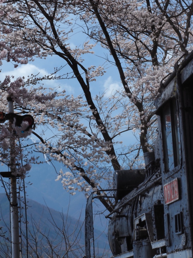 [相片1]2024/4/7长野县伊那市伊那公园盛开的樱花 🌸星期天天气好，到处都是樱花人。在角色之后安静地度过时间的“Degoichi”你期待那些来你这里看樱花的人吗？我希望这种观点将长期存在。
