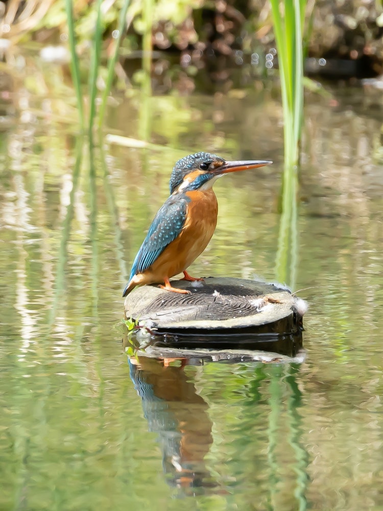 [Image1]location:、、、The female kingfisher went out of the nest and was twilight ^ ^What were you thinking?