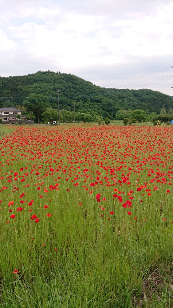 [相片1]我在埼玉县小川町散步时偶然发现了它。 罂粟花在田野里盛开。