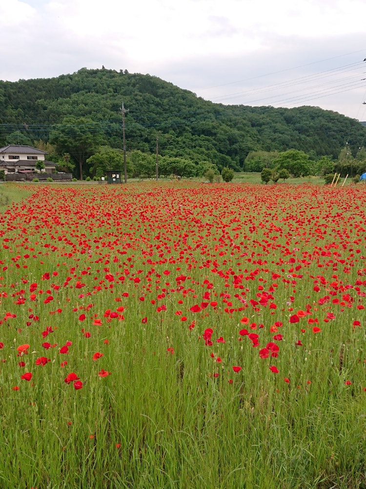 [Image1]I found it by chance when I was walking in Ogawa Town, Saitama Prefecture. Poppies were blooming in 