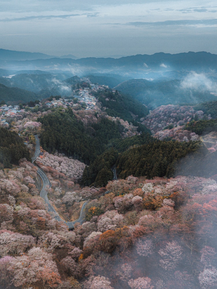 [Image1]Mt. Yoshino in spring.I took an aerial photo with a drone toward Mt. Kinpusan from Kamisenbon.Yoshin