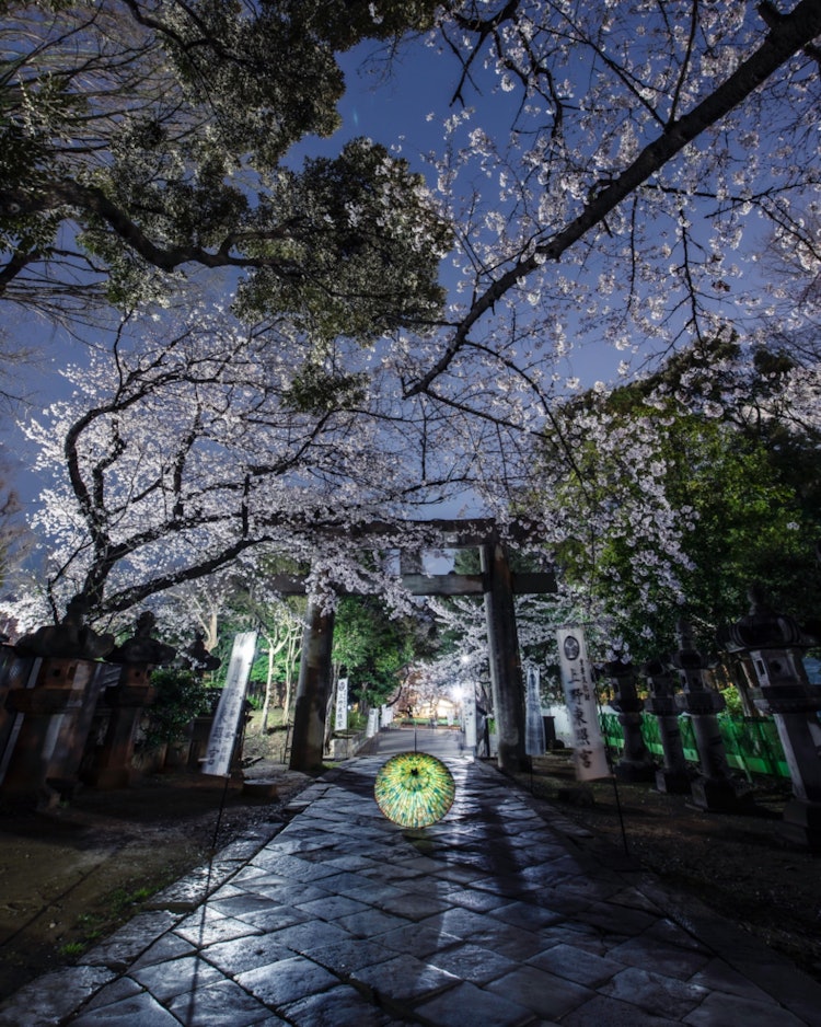 [Image1]Night cherry blossoms in Ueno Park.A shrine with a suspicious atmosphere.