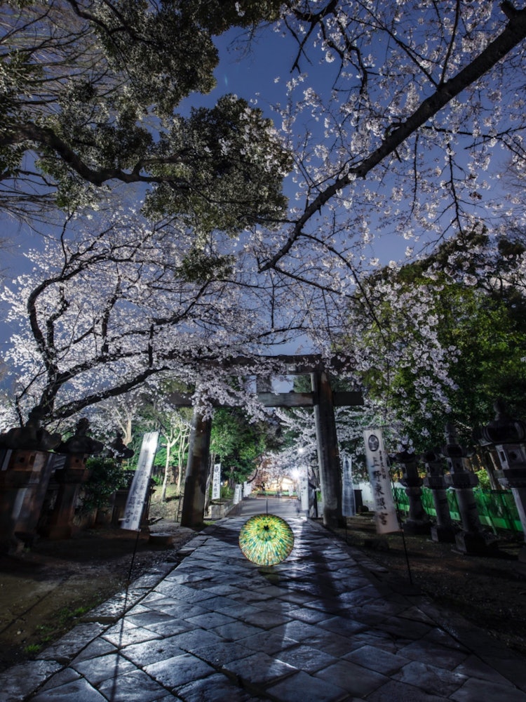 [相片1]上野公园的夜樱花。气氛可疑的神社。