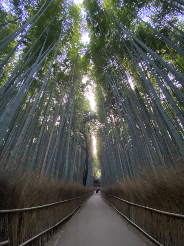 [相片1]在📷京都府嵯峨岚山的“竹林小径”拍摄当你走进去时，有一座神社，一列火车经过，充满魅力的道路 🛣️捕捉竹子的尊严和透过缝隙看到的天空很有趣。