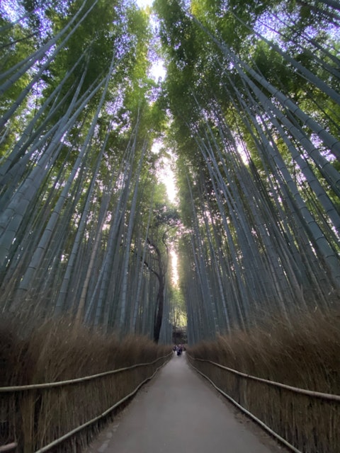[画像1]京都府嵯峨嵐山にある「竹林の小径」にて撮影📷中に入っていくと神社があったり、電車が通っていたり、魅力たっぷりの道🛣️竹の凛々しさと、隙間からみえる空を写していくのが楽しかったです。
