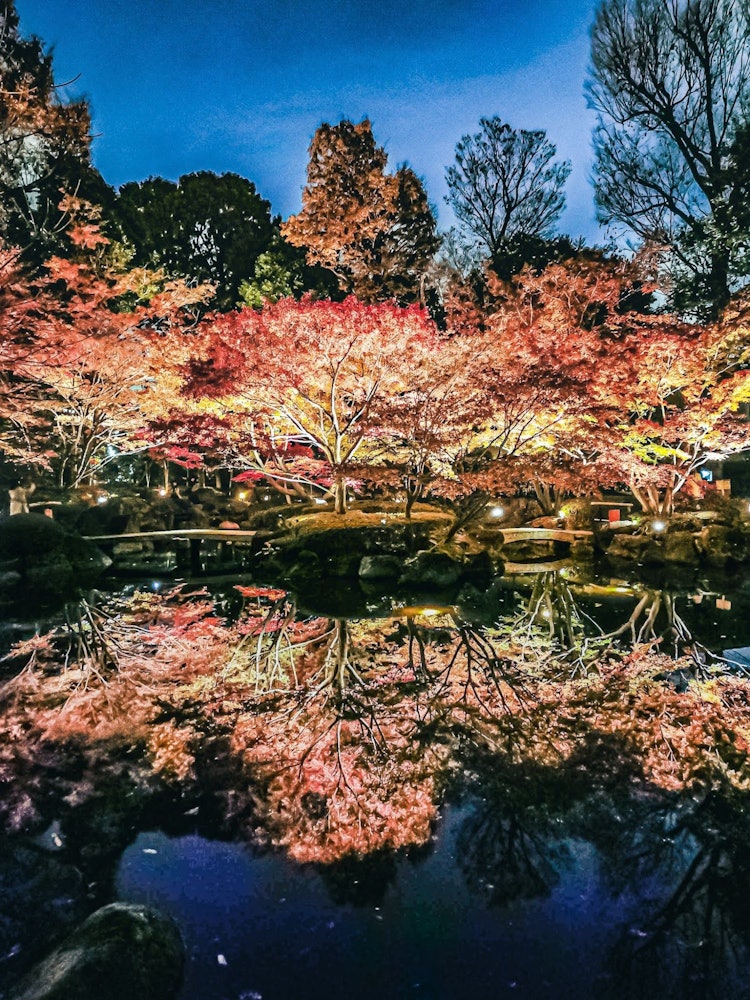 [相片1]在杉並區大田黑公園點亮紅葉