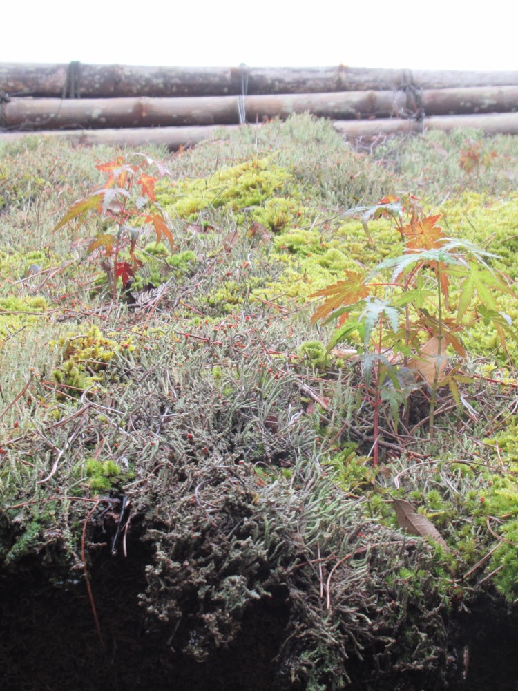 [Image1]Autumn leaves beginning to change color on the mossy roof