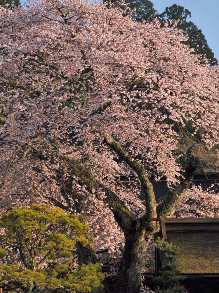 [画像1]高野山の別格本山・清浄心院の傘桜です。 名前の通り、傘のような形をしています。