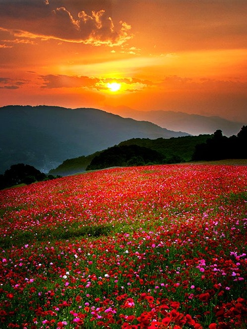 [画像1]撮影地 埼玉県秩父市丘一面夕日に染まるポピー畑。